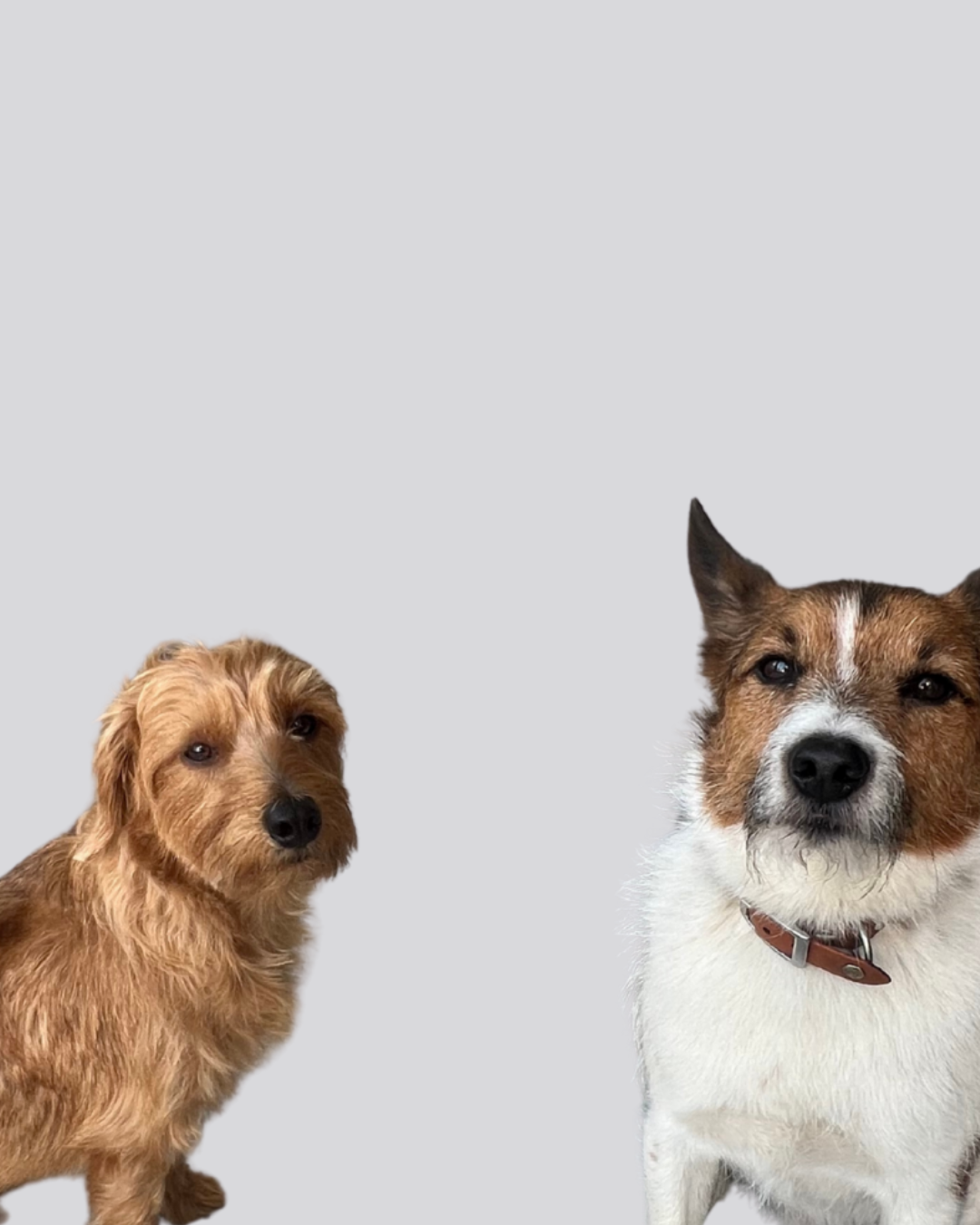 Henri und Leo